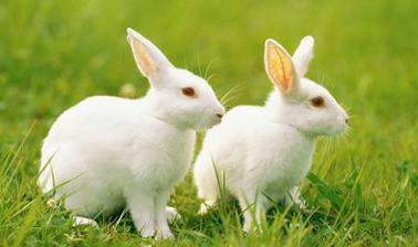 兔子的耳朵怎么这么长呢？