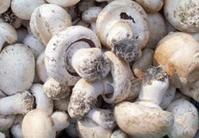 双孢蘑菇对温度有什么要求？