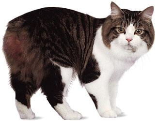 威尔士猫的性格特点是什么样的？