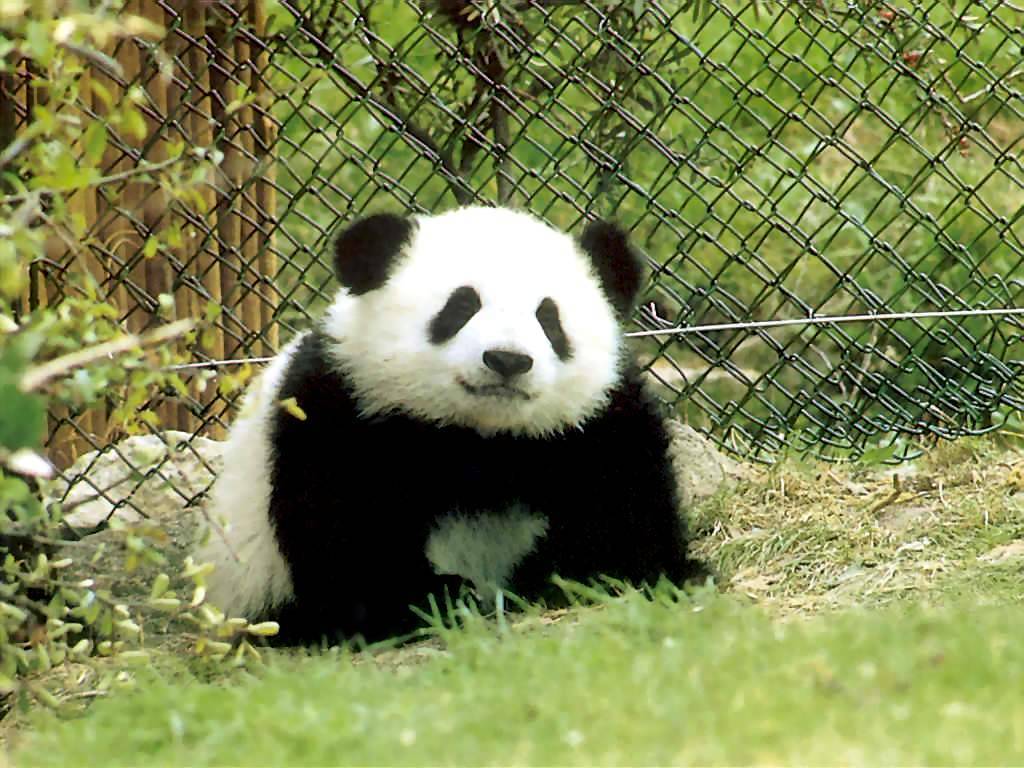 熊猫为什么那么可爱？