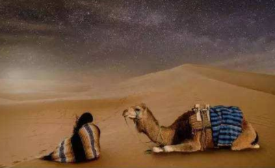 你如何看待《沙漠骆驼》这首歌的走红？