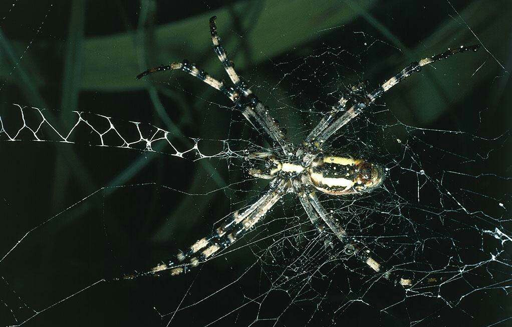 家里为什么会有蜘蛛？怎样才能消除掉？