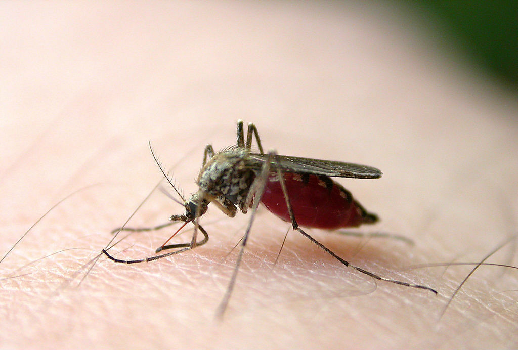 怎么样可以让蚊子不咬自己？