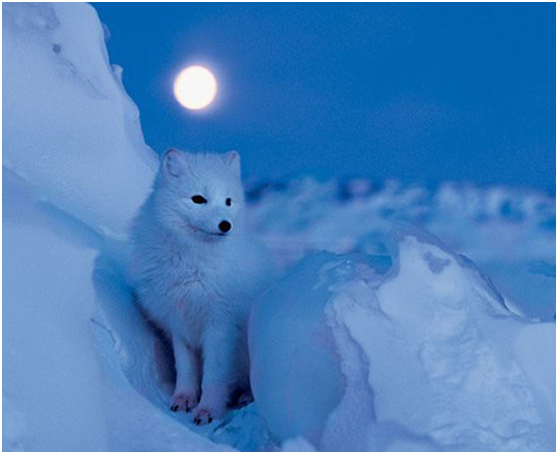 北极狐有什么特点？