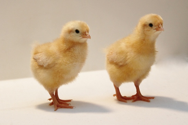 小鸡经过孵化诞生后，怎么鉴别公鸡母鸡？