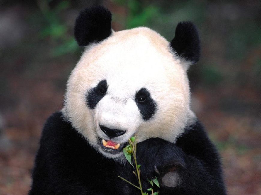 熊猫为什么会被选为中国的国宝？