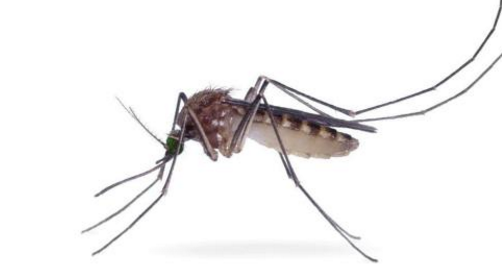 蚊子的危害大不大？你愿意让蚊子灭绝吗？