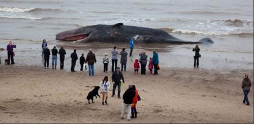 为什么巨鲸搁浅了，没办法救它？