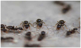下雨天蚂蚁为什么会搬家？