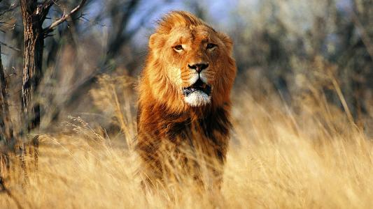 纪录片上常见狮子被野牛杀死，却没见过老虎，这是为何？