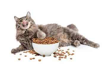 如何分辨好的猫粮？