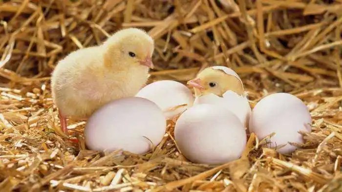 什么样的鸡蛋可以孵出小鸡？
