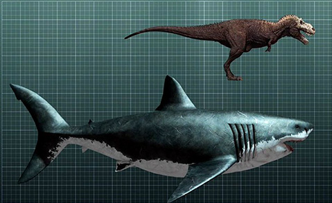 聊聊你对《巨齿鲨》电影的观后感是怎样的？