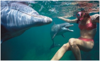 海豚同类之间是否也会相互救助呢？
