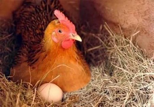 为何母鸡下完蛋后就会“咯咯”叫个不停？