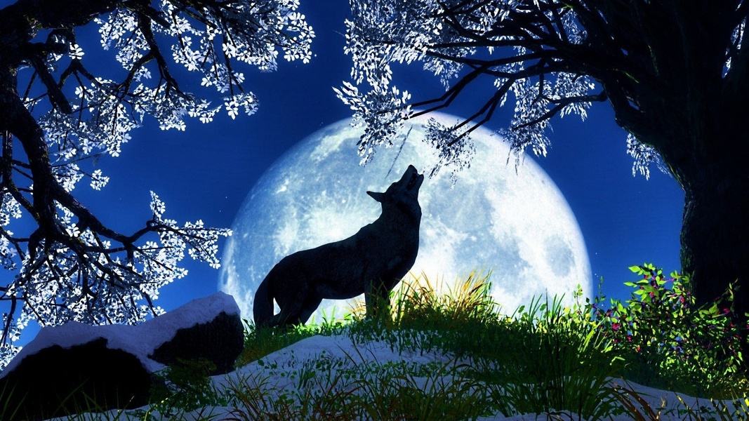 为什么狼总是喜欢对着月亮嚎叫？
