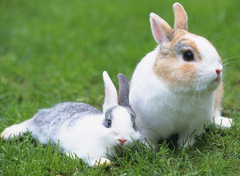 12星座谁最适合养兔子？