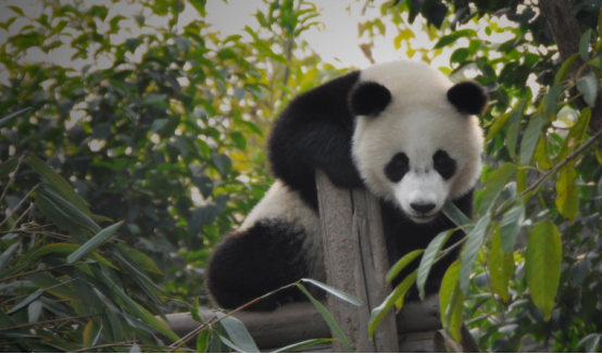 动物园的熊猫真的很凶吗？