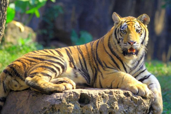 为什么吃过人的老虎不能留？