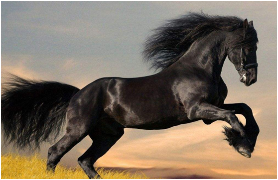 十二生肖中关于马的一些神话故事有哪些？