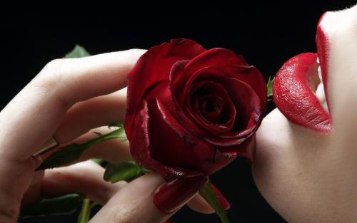 玫瑰与爱情为何联系在一起了？