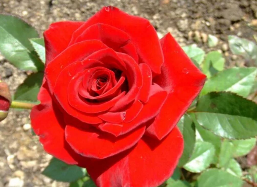 花的种类那么多，为什么是玫瑰花代表爱情？
