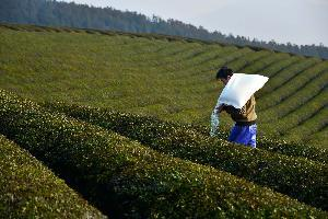 施用有机肥对茶叶有哪些影响？