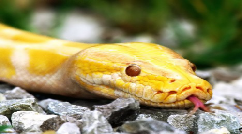 蛇的生活习性是怎样的？