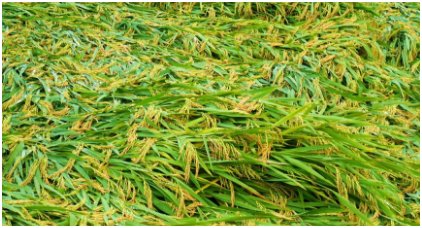 如何预防水稻倒伏？
