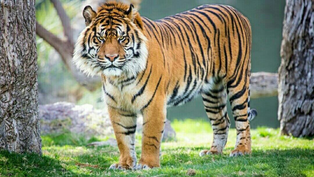 老虎的种类，从外形上可以看出来吗？