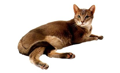 如何饲养阿比西尼亚猫？