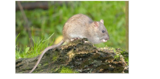 生态灭鼠是指什么意思呢？