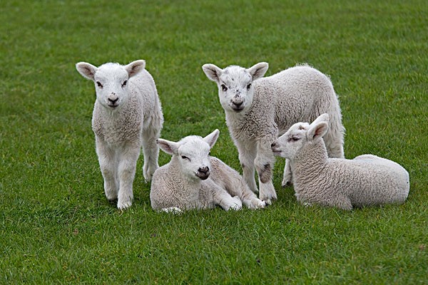 十二生肖中的羊，是山羊还是绵羊？