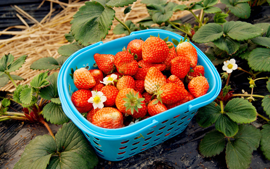 草莓适合与沙质土壤进行间作吗？