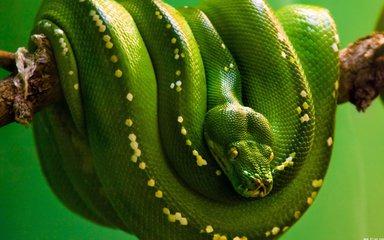 《白蛇传》里的青蛇和白蛇是什么品种？